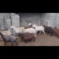 گوسفند زنده