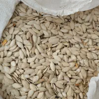 تخم کدو اوکراینی تی نوزده