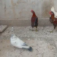 جوجه خروس محلی|حیوانات مزرعه|شیراز, کوشک میدان|دیوار