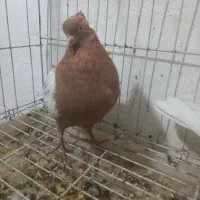 کبوتر سینه|پرنده|فسا, |دیوار