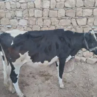 گاو شیری  دورگ