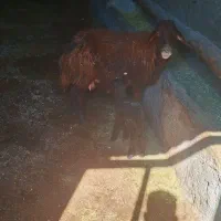 میش و بره افشار