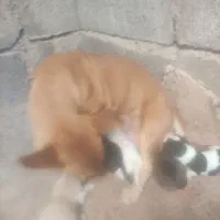 سگ پا کوتاه نژاد دار بچه هاشم فروشی هستن