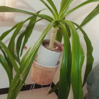 فروش گل طبیعی