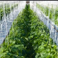 گلخانه آماده بهره‌برداری|فروش دفتر صنعتی، کشاورزی، تجاری|عسگران, |دیوار