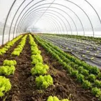 مشاوره ،طراحی و نگهداری گلخانه ،باغ ،فضای سبز