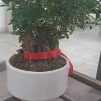 بنای شفلریا|گل و گیاه طبیعی|شهریار, شهرک اداری تندگویان|دیوار