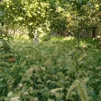باغ درمسیر کندوان اسکو|فروش خانه و ویلا|اسکو, |دیوار