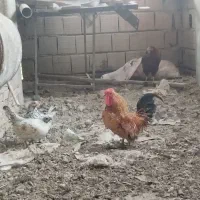 مرغ|پرنده|سرخنکلاته, |دیوار