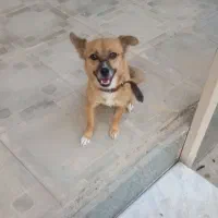 سگ میکس اشپیتز|سگ|گلبهار, نوبهار|دیوار