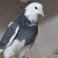 چند جفت کفتر مایه|پرنده|سیرجان, |دیوار