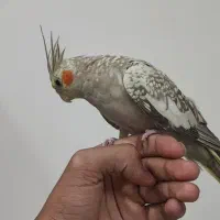 عروس هلندی نر رام