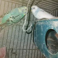 مرغ عشق زیبا ارزان