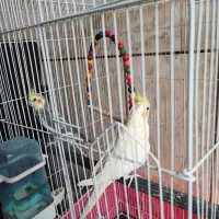 عروس هلندی نر و ماده با وسایل