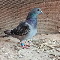 دوتا پلاکی نر