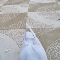 کرمونی شکلاتی|پرنده|تربتحیدریه, رباط سفلی|دیوار