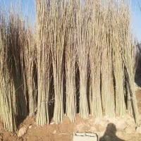 نهال صنوبر تبریزی و ...