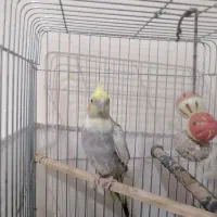 4 عدد عروس هلندی جوان و اهلی شده|پرنده|اندیشه, اندیشه فاز ۱|دیوار