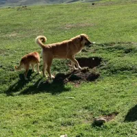 سگ ماده سراب