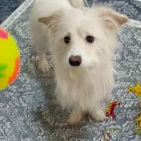 واگذاری شیتزو پامر