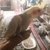 فروش تعدای جوجه عروس هلندی|پرنده|اسلام‌شهر, شهرک مفیدی|دیوار