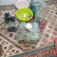 فروش آکواریوم و ماهی و کلیه لوازم آکواریوم