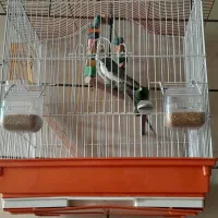 عروس هلندی نر