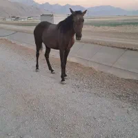 فروش مادیان کرد ، با پرستیژ و استایل
