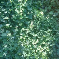 کار در منزل..کار آنلاین