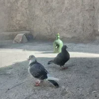 کبوتر|پرنده|معصومیه, |دیوار