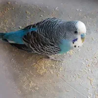 این مرغ عشق رو پیدا کردم