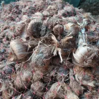 فروش پیاز زعفران و خدمات کاشت ان