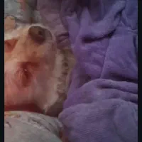 سگ گمشده درجاده برزول به سمت فارسبان|سگ|زرین دشت (همدان), |دیوار