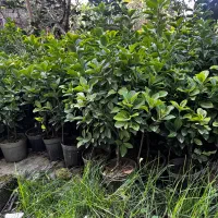 گل یاس و شمشاد|گل و گیاه طبیعی|رامسر, |دیوار