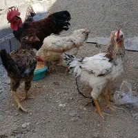 مرغ و خروس