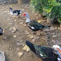 اردک اسرائیلی|حیوانات مزرعه|سلمان‌شهر, |دیوار