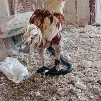 خروس میل تاج
