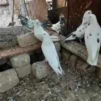 کبوتر غریب گیری