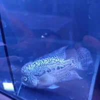 فلاور کینگ کامفا تاپ گرید وارداتی|ماهی|سهند, |دیوار