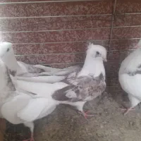 ۸۰۰ تومان