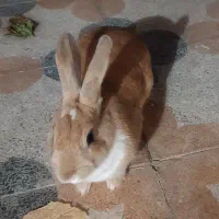 خرگوش