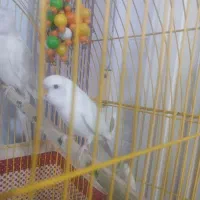 فروش مرغ عشق