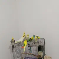 عروس هلندی لوتینو نروماده سروحال و آس ومرغ عشق|پرنده|قزوین, |دیوار