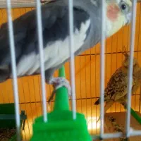 انوا ع طوطی|پرنده|زیرکوه, |دیوار