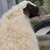 قوچ|حیوانات مزرعه|کرمانشاه, |دیوار