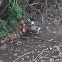 مراوی محلی صددرصد طبیعی