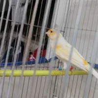 قناری نر قرص شلاقی بخون|پرنده|تهران, زهتابی|دیوار