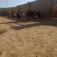 کهره نر و ماده|حیوانات مزرعه|بندر گناوه, |دیوار