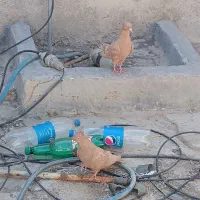 جفت زرد|پرنده|دهدشت, |دیوار