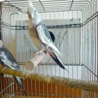 عروس هلندی ماده مست